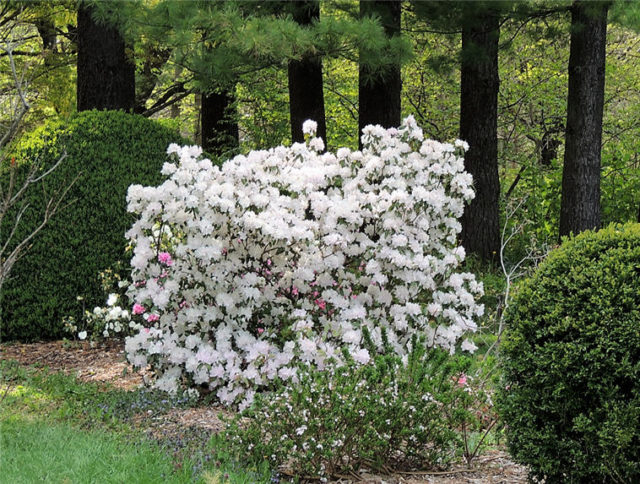 Blooming Bush, Arboretum