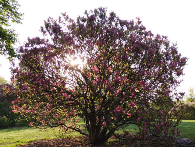 Blooming Tree, Arboretum