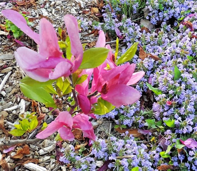 Flowers and Blossoms, Arboretum