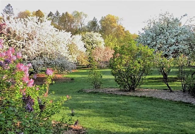 Field of Blossoms, Arboretum