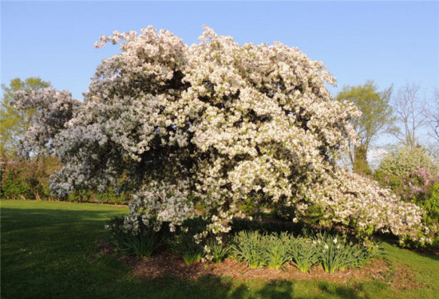 Tree in Bloom, Arboretum