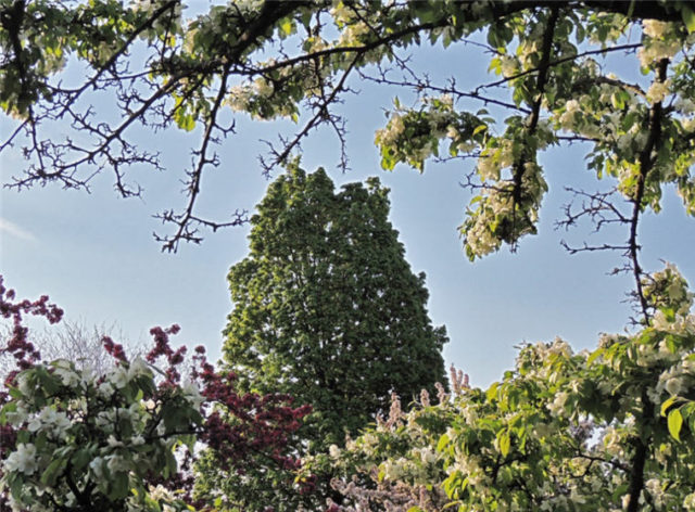 Skyview, Arboretum