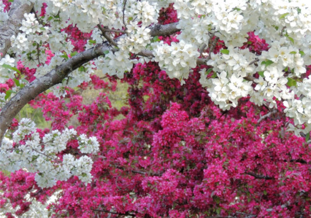 Colorful Blossoms, Arboretum