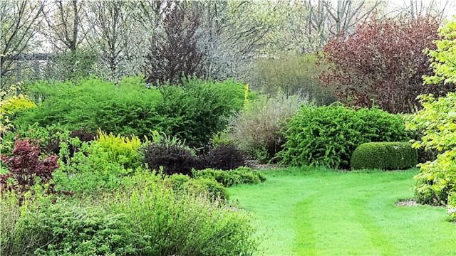 Bushes, Arboretum