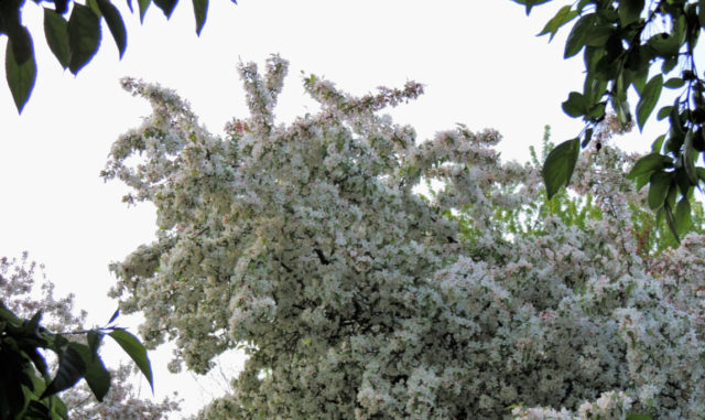 Blooming, Arboretum