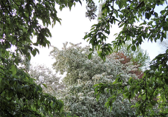 Blooming Tree, Arboretum