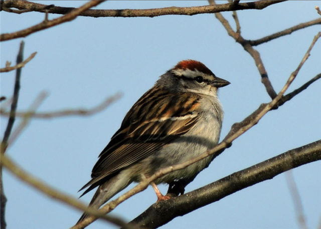 Bird, Arboretum