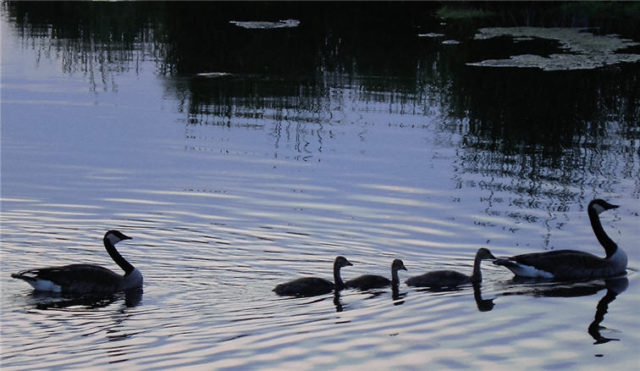 Geese Family, Dane County