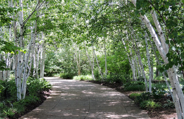 My Wisconsin Space Birch Trees Along The Path Olbrich Botanical