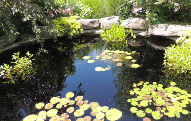Pond, Olbrich Gardens