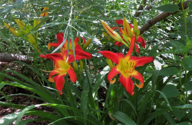 Shaded Lilies, Olbrich Gardens