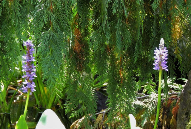 Hidden Flowers, Olbrich Gardens