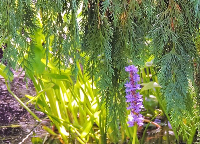 Hidden Flower, Olbrich Gardens