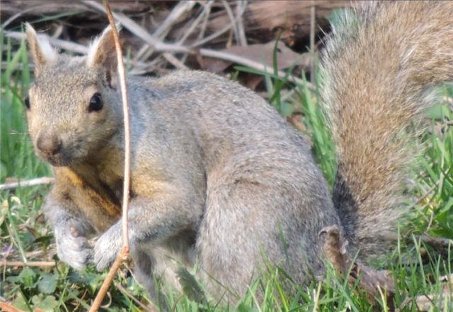 Squirrel, Olbrich Gardens