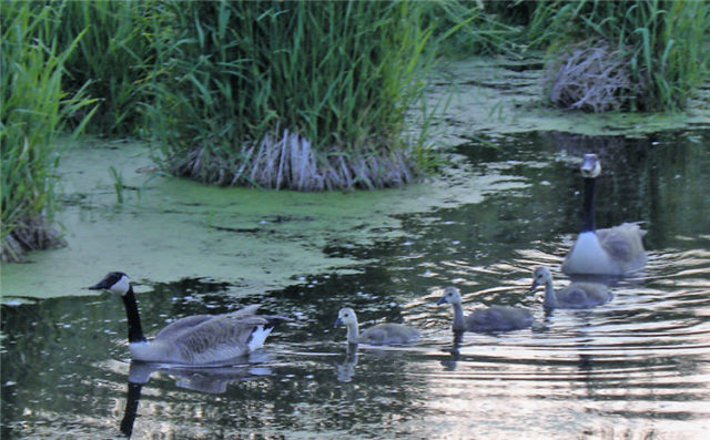 Geese Family, Dane County