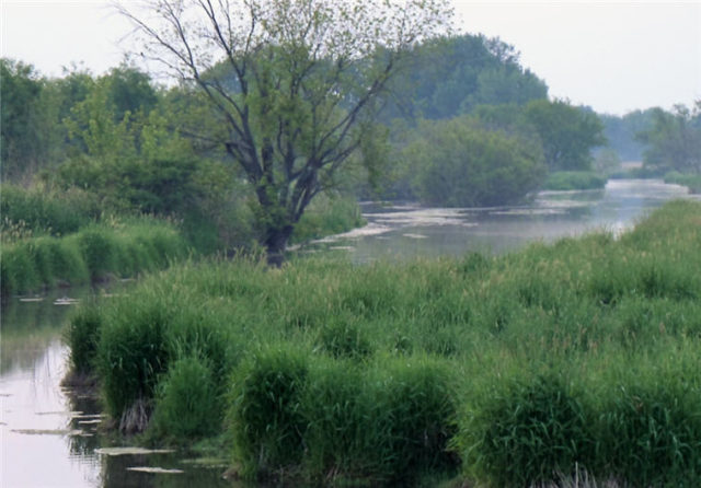 Wetland, Dane County