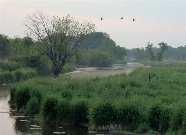 Flying Cranes, Dane County