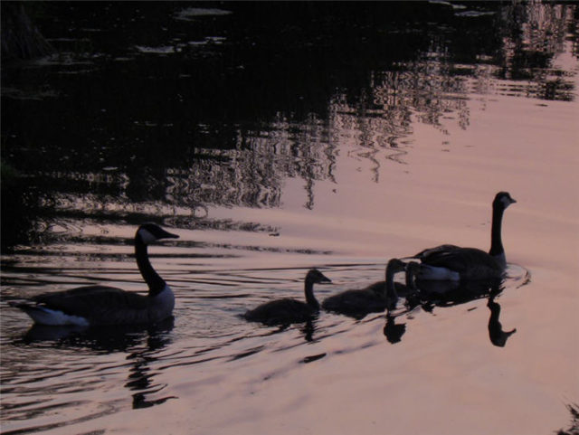 Geese in the Marsh, Dane County