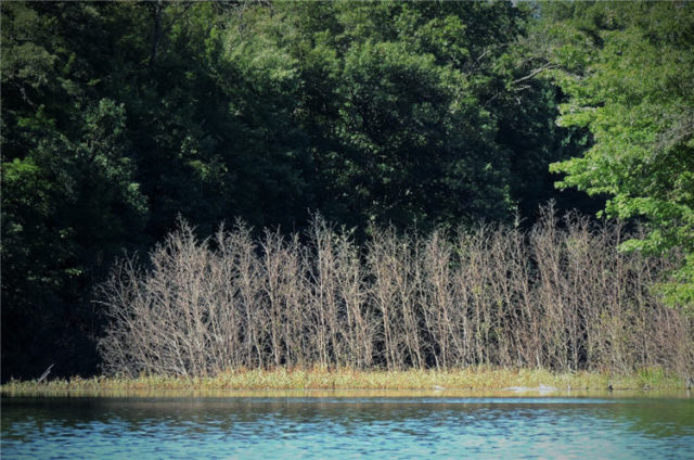 Brush, south-shattuck-lake