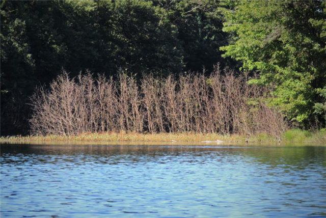 Dead Brush, south-shattuck-lake