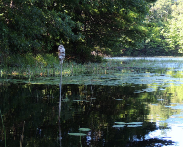 Shadows, south-shattuck-lake