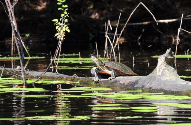 Turtle, south-shattuck-lake