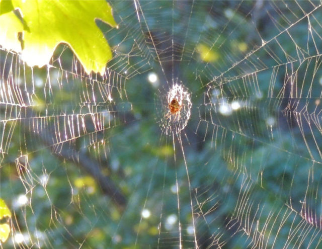 Web, spider-web