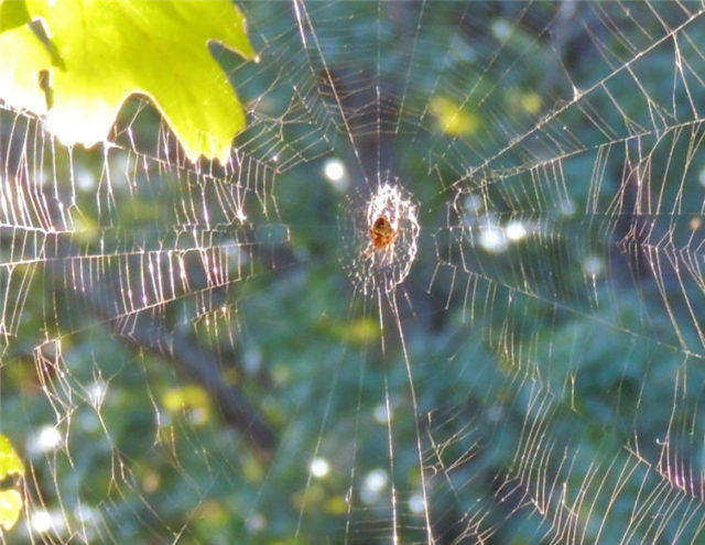 Web, spider-web