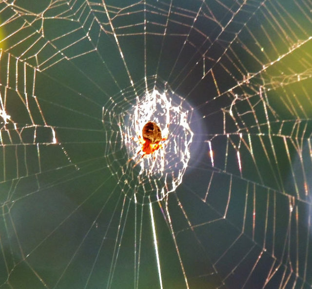 Web, spider-web