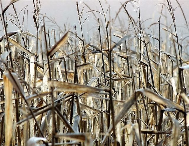 Corn Field, chippewa-county