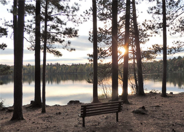 Evening, firefly-lake