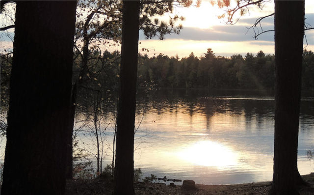 Trees, firefly-lake