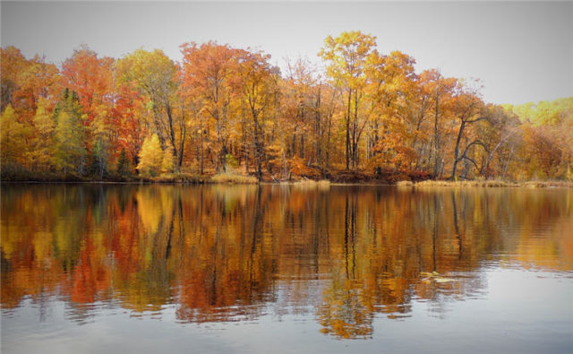 Trees, henneman-lake