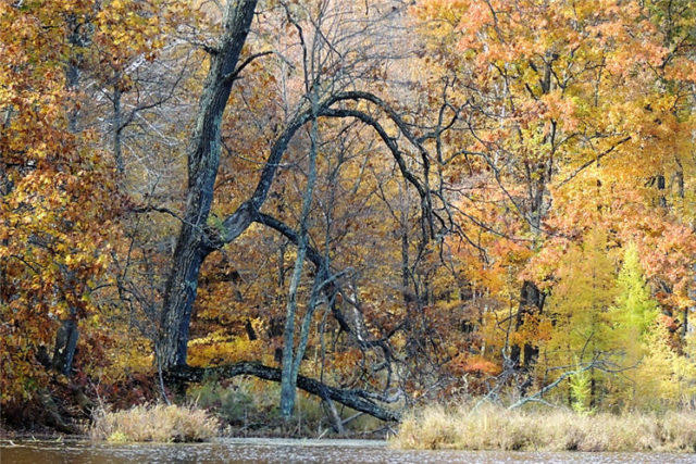 Snag, henneman-lake