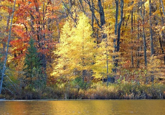 tamarack, henneman-lake