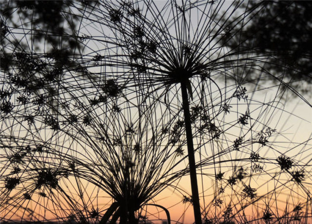 Dried Bush, lake-monona