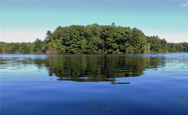 Trees, south-shattuck-lake