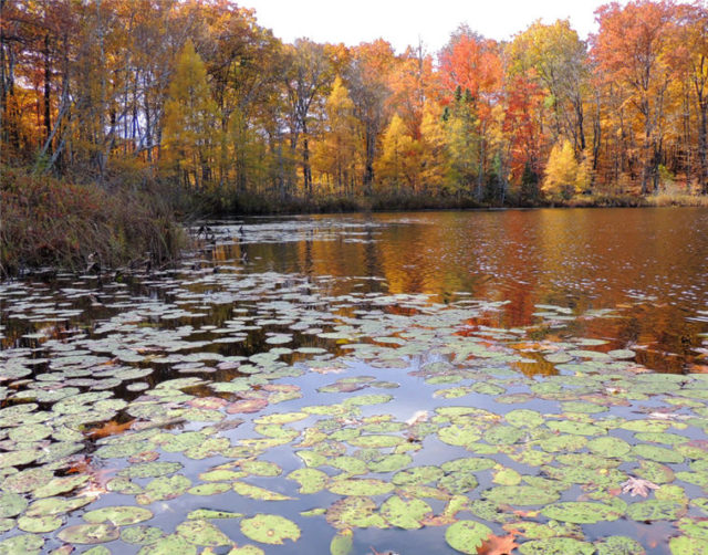 Lilypads, henneman-lake