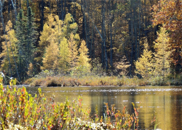 Shore Trees, henneman-lake