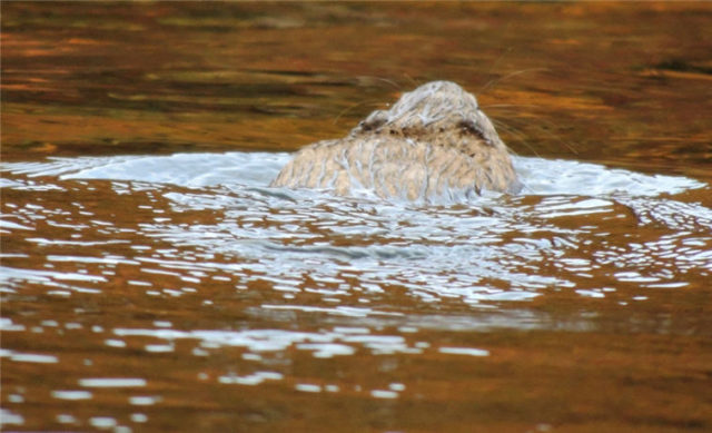 Beaver, henneman-lake