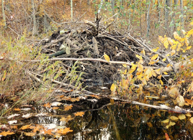 Beaver Dam, henneman-lake