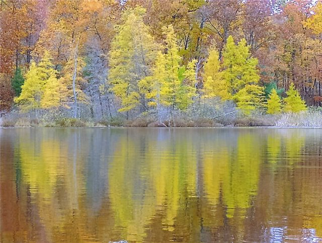 Shoreline Trees, henneman-lake