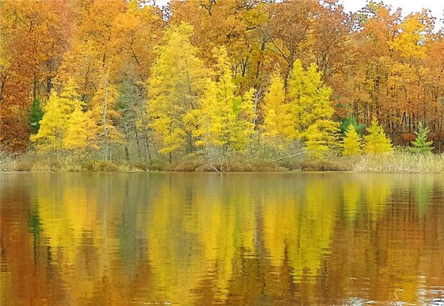 Tamaracks, henneman-lake