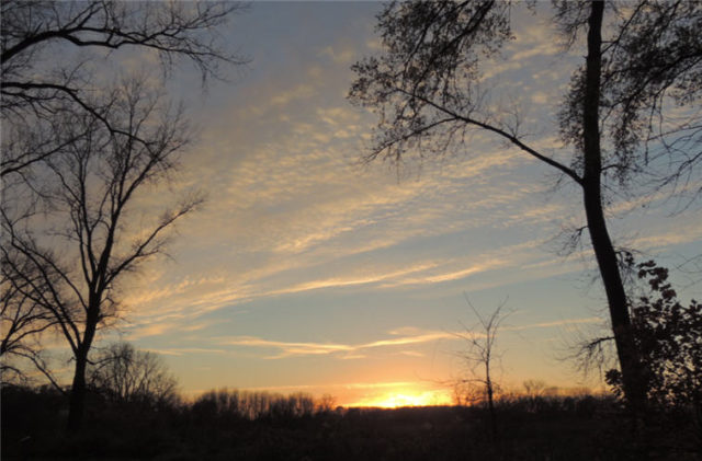 Tree Framed Sunset